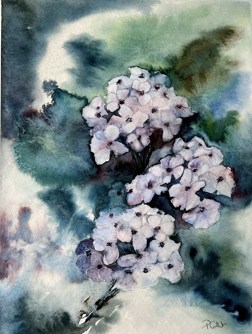 Les hortensias